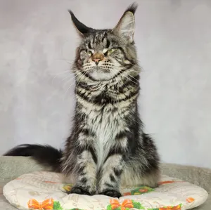 Мама мейн-кун Gera - фото 2