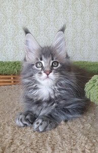id:6245