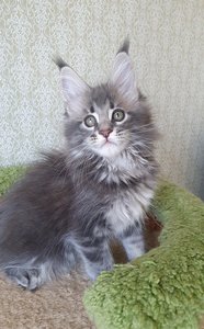 id:6245