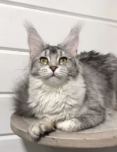 Котенок мейн-кун Черный тикированный на  серебре MCO ns 25 Девочка - фото 1